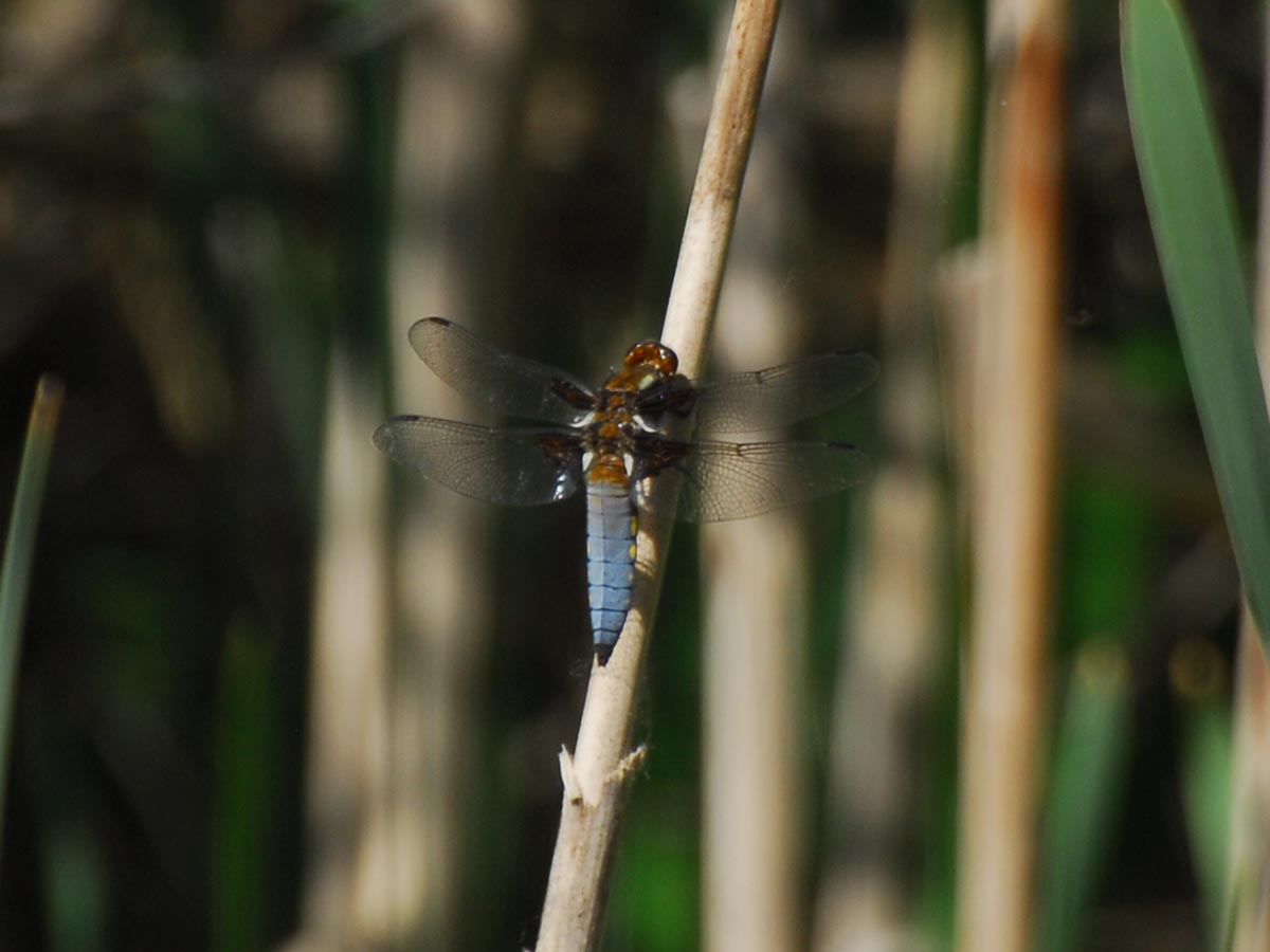 Libellula depressa